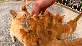 猫島の小学校に行ってみたら猫が集まって来てあっという間に取り囲まれた