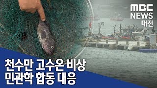 [대전MBC뉴스]'고수온 피해를 줄여라' 충남도 합동 대응