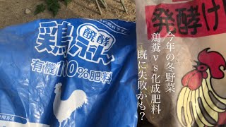 家庭菜園　冬野菜を鶏糞と化成肥料で育てた場合　違いが有るのか？が　　　　しかし鶏糞が古いのか？肥料濃度が上がらない　　　　　　　　　　　　　　　徒長した苗を最高気温36度で植え付け