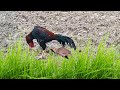 Finding Rooster - Primitive Nature #23