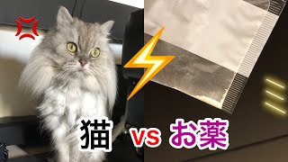 お薬は絶対飲まない！天才猫！飼い主困る