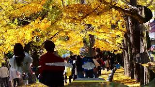 学びの森　銀杏並木とメタセコイア