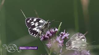 PARKU I GËRMISË  28.07.2023