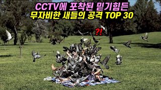 CCTV 에 찍힌 믿기힘든 무자비한 새들의 공격 TOP30