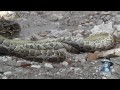 Python vs Python 01 - Snake Cannibalism