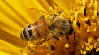 Honey Bee on Sunflower