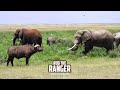 Amboseli Elephant And Buffalo Herds | Zebra Plains Safari