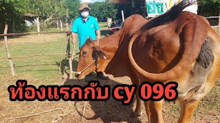 30 ต.ค.64 ท้อง cy 096 2ตัว ท้อง cy122 1ตัว ท้อง kt68 1ตัว รับประกันทุกตัว หมอเต จัดให้