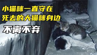 小貓咪守在死去的大貓咪身邊，不離不棄，被感動到了