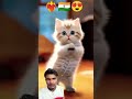 ytcat cat cutecathere cutecat cute funny kitten telugusongs love song