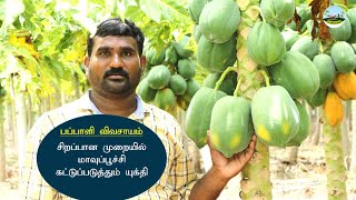 ரெட் லேடி பப்பாளி விவசாயம் நோய் மேலாண்மை மற்றும் பராமரிப்பு | Red Lady Papaya Disease Management