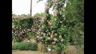 山形県南陽市双松バラ公園　Soyomatsu Rose Park in Nanyo City, Yamagata Prefecture