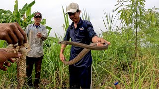 Tìm Thấy Con Rắn Lớn Từ Con Chuộc Ch.ế.t Đến Lớp Da Mới Thay | ngàn cá gò công #142