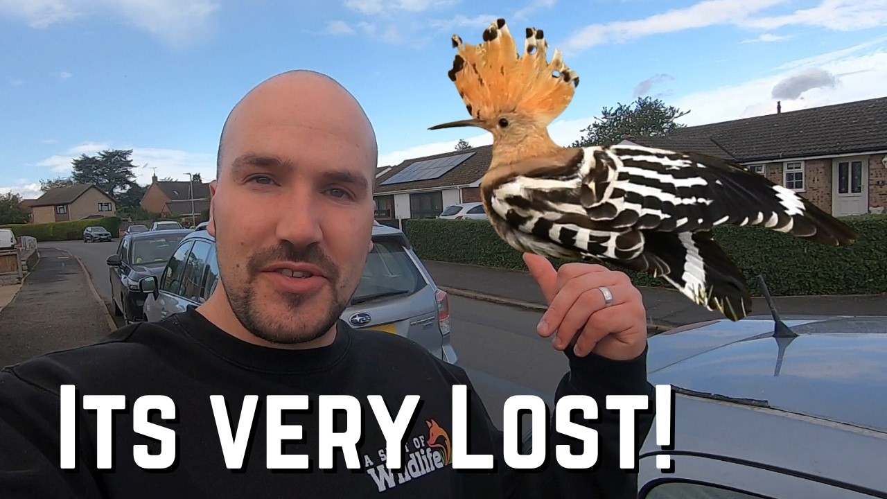 Should I Have Stayed Away From This Rare Bird Youtube