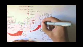 Digestive System Physiology Overview