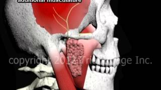 Temperomandibular joint (TMJ) anatomy video - Animation by Cal Shipley, M.D.