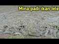 Mina padi ikan lele, panen padi panen ikan lele