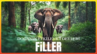 Doğanın Etkileyici Devleri: Filler