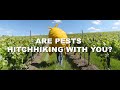 who s hitchhiking with you vines vignette