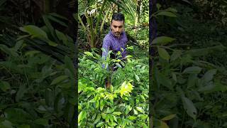 രണ്ട് വർഷം പ്രായമായ കിണറ്റുകര ജാതി @mannarakathunursery  #kinattukaranutmeg #nutmeg