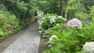 白糸の滝あじさい祭り（福岡県糸島市）