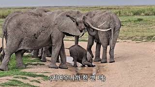 Kenya travel 4(케냐여행 4편 - 암보셀리 국립공원, 여행비용) - Amboseli National Park