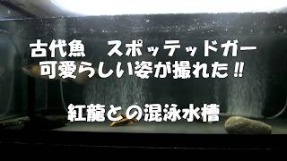 古代魚　スポッテッドガー　可愛らしい姿が撮れた‼　紅龍との混泳水槽　アロワナ飼育　過背金龍　紅龍　アクアリウム