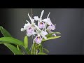 웅장하고 향기로운 카틀레야 맥시마 세미알바 │ cattleya maxima semi alba la pedrena