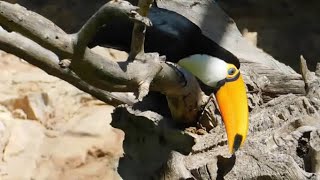 ramphastos toco tucan - Attica zoo park