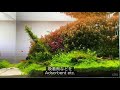 水草水槽でのコケの発生原因は植物学者によって解明されてます！ep.1［causes of algae growth］【アクアリウム】【aquascape】