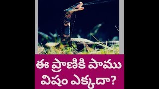 Snake poisonous to this creature? || ఈ ప్రాణికి పాము విషం ఏక్కద?  || Powerofwomen||Anchorsujitha