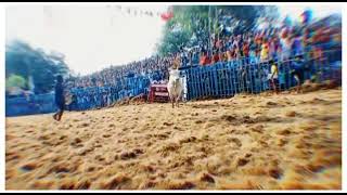 Saptur Maruthu jallikattu video