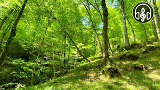 Красивый весенний горный лес. Пение птиц в Кавказском лесу.