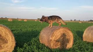 German Shepherd Dog Jump. ( Németjuhász kutya ugrása)