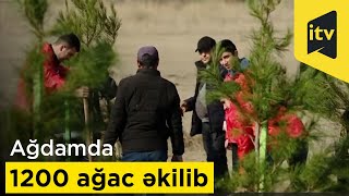 Ağdamda 1200 ağac əkilib