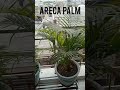 Indoor plants / Home plants for all seasons.