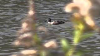 30秒の心象風景4303･水面の餌を探す～ハシビロガモ～