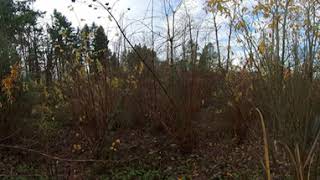 Clackamas Community College ELC: Site 2 Winter 2021 - Mixed Evergreen Deciduous Forest and Pond