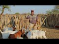 How to be successful in goat farming