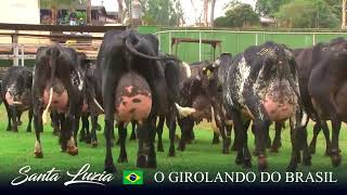 LEILÃO VIRTUAL GIROLANDO FAZENDA SANTA LUZIA