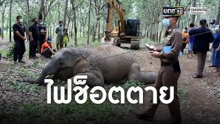 ช้างป่าหลงโขลง ถูกไฟช็อตตายคาสวนยางพารา | ข่าวเย็นช่องวัน | ข่าวช่องวัน