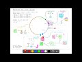 regulaciÓn del ciclo celular