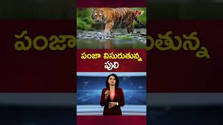 Tiger: పంజా విసురుతున్న పులి | NTV