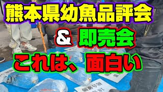 【汚池再生計画】『熊本県錦鯉幼魚品評会＆即売会』へ行ってみたら、めちゃ面白かった‼#錦鯉 ＃koipond#koi ＃錦鯉品評会＃泳ぐ宝石錦鯉