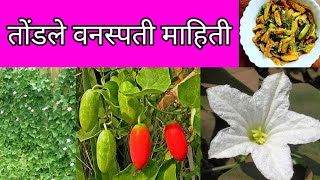 तोंडले वनस्पती सविस्तर माहिती ( Coccinia grandis ) And  Tondali Information