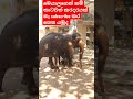 කරදරයක් නැති අලි wildlife elephants short video 🦣🦣 wildelife viralvideo cute