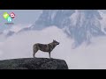 母狼寒冬產崽缺食瀕死，牧民剁30斤生肉餵食，一年後母狼竟拖家帶口趕來報恩！