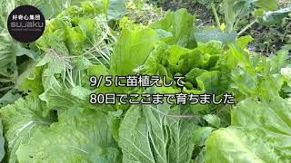 【シンプル自然農】白菜の収穫～自然農でもここまで大きく育つ！！