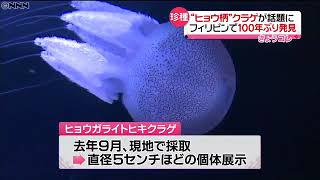 １００年ぶり再発見“ヒョウ柄クラゲ”展示｜動画ニュース News24h