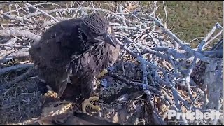 SWFL Eagles ~SELF FEEDING MARATHON! E22 Successfully Fills Its Own Crop \u0026 Swallows Fish Tail 2.26.23